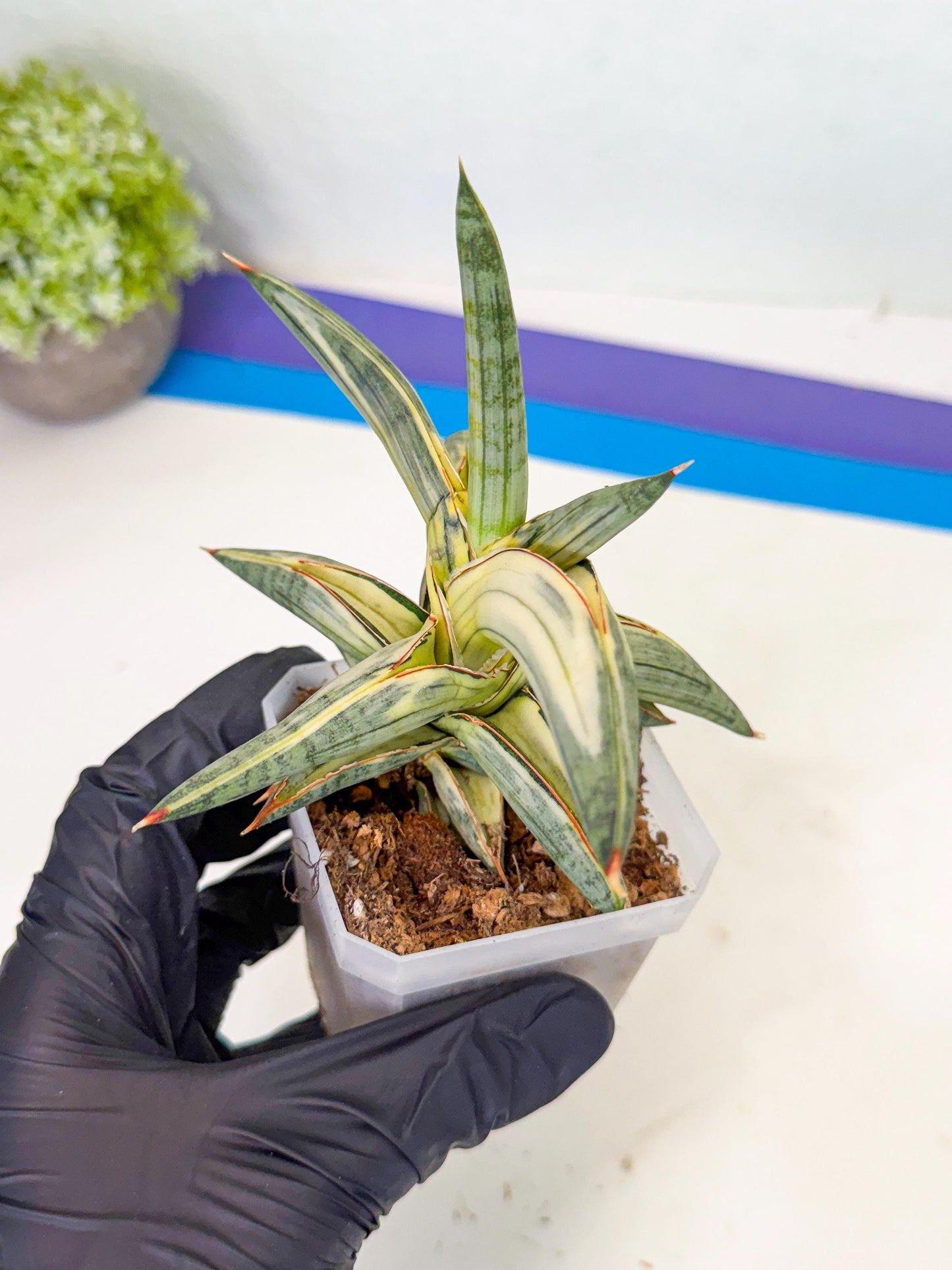 Sansevieria Blue Clone White Var (p) | Exact Plant From Listing