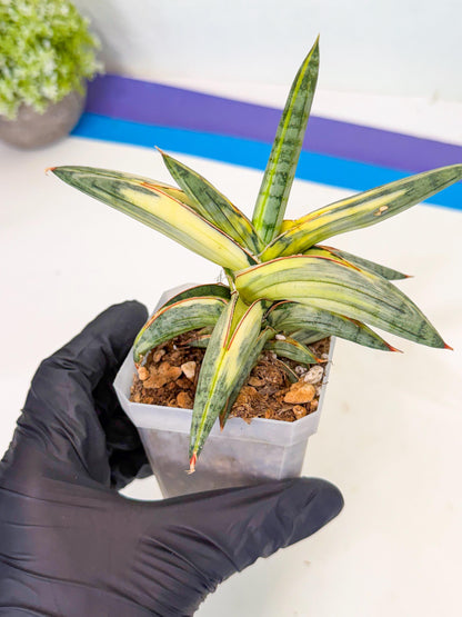 Sansevieria Blue Clone White Var (p) | Exact Plant From Listing