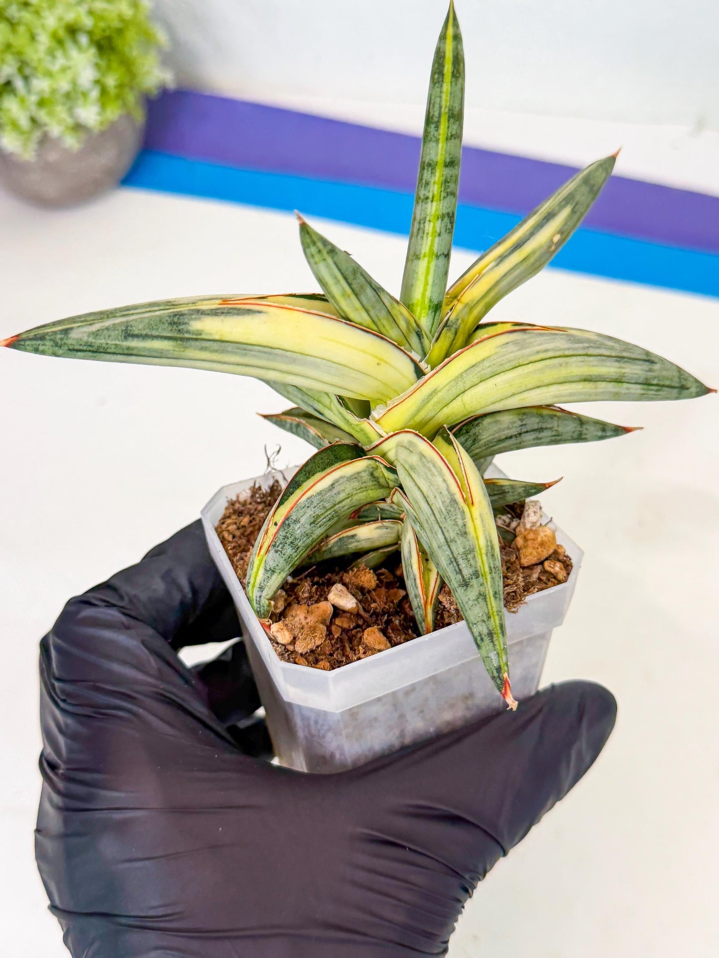 Sansevieria Blue Clone White Var (p) | Exact Plant From Listing