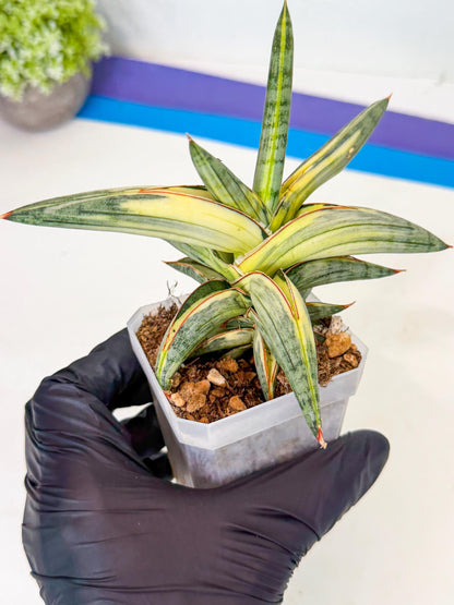 Sansevieria Blue Clone White Var (p) | Exact Plant From Listing