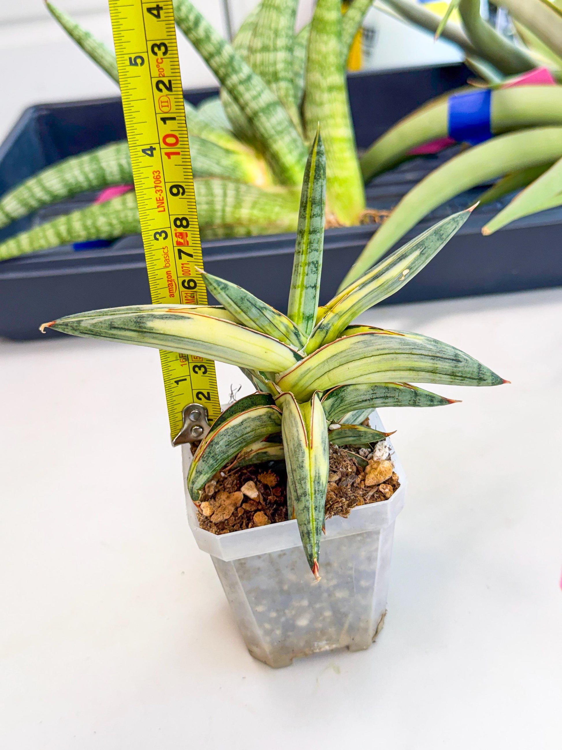 Sansevieria Blue Clone White Var (p) | Exact Plant From Listing