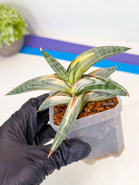 Sansevieria Blue Clone White Var (g) | Exact Plant From Listing