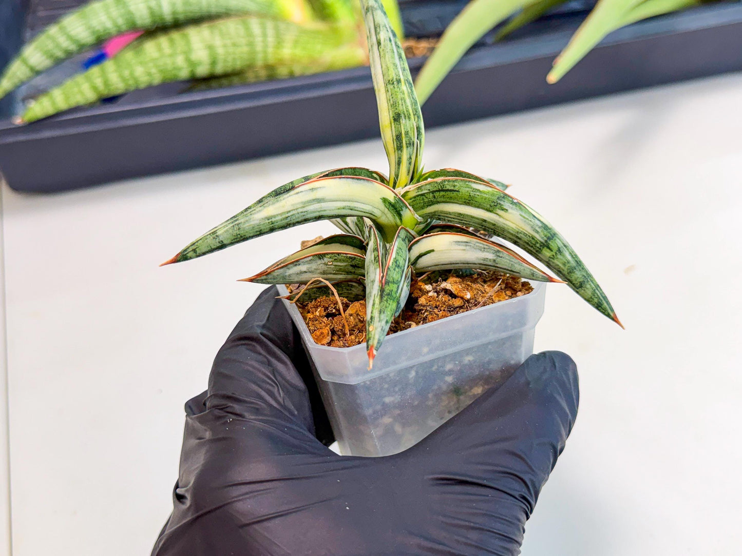 Sansevieria Blue Clone White Var (o) | Exact Plant From Listing