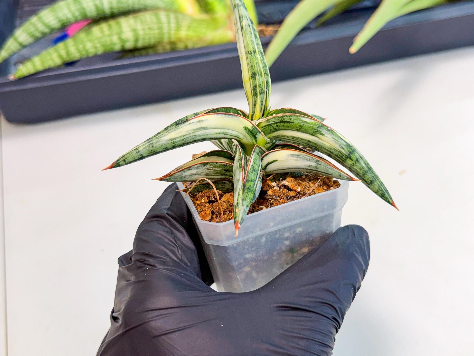 Sansevieria Blue Clone White Var (o) | Exact Plant From Listing