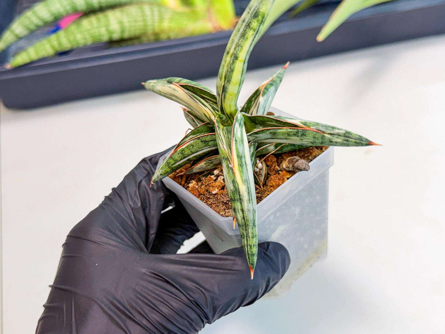 Sansevieria Blue Clone White Var (o) | Exact Plant From Listing
