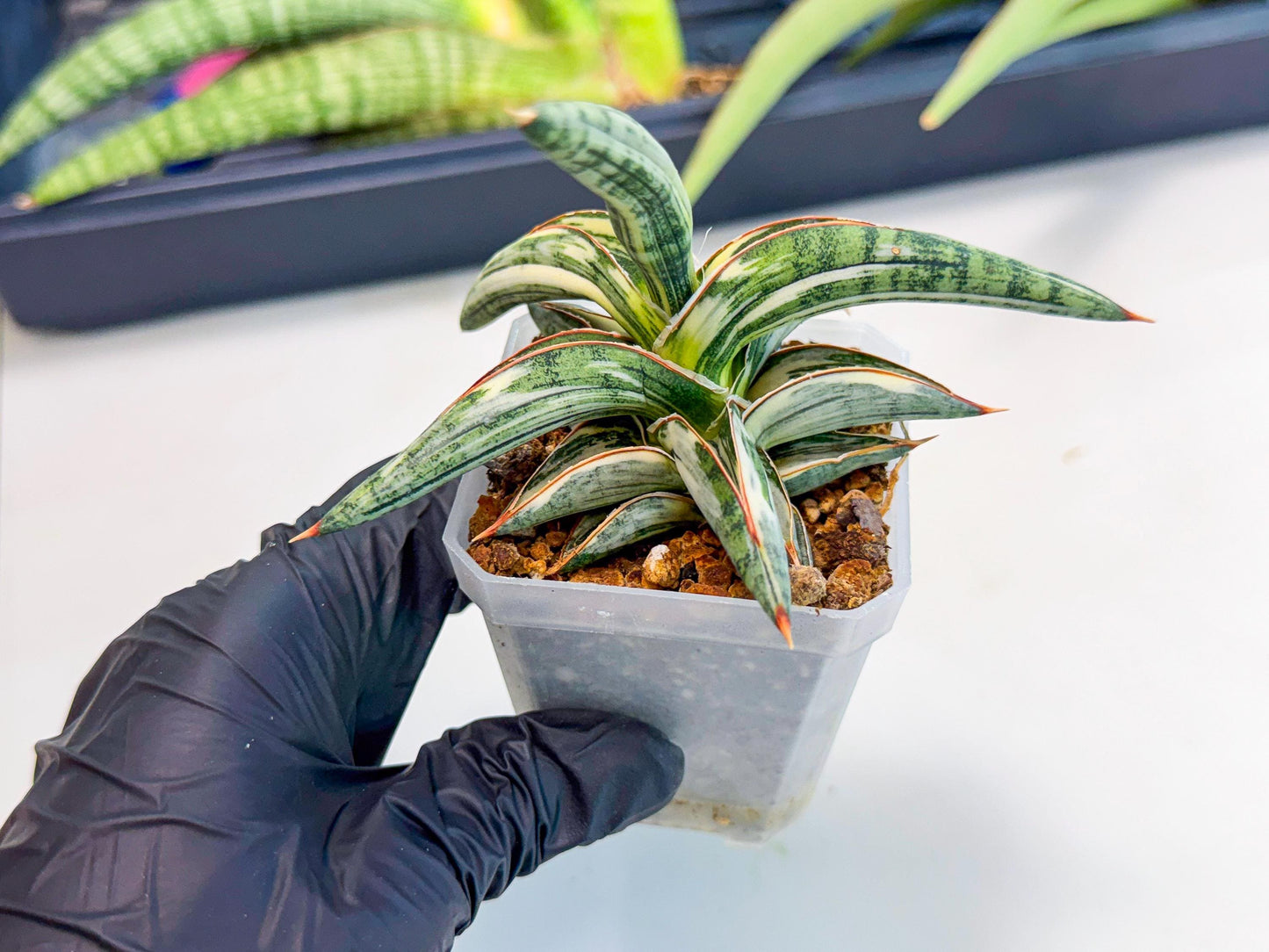 Sansevieria Blue Clone White Var (o) | Exact Plant From Listing