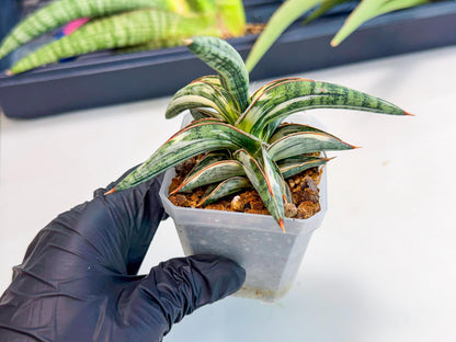Sansevieria Blue Clone White Var (o) | Exact Plant From Listing