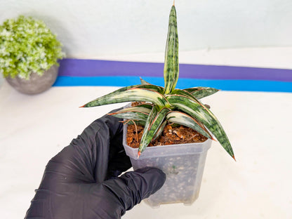 Sansevieria Blue Clone White Var (o) | Exact Plant From Listing