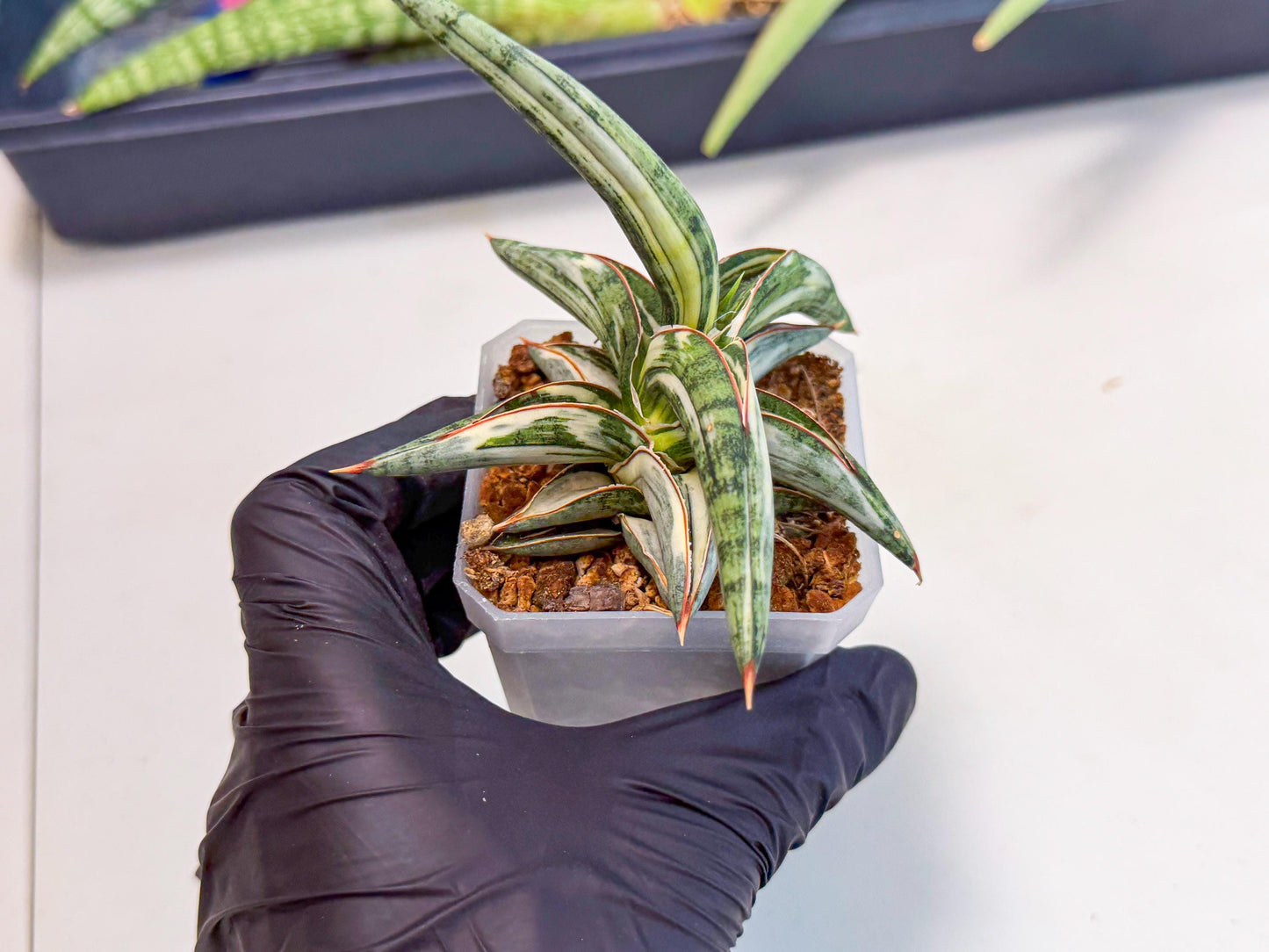 Sansevieria Blue Clone White Var (o) | Exact Plant From Listing
