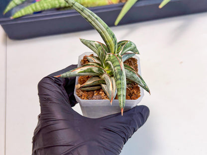 Sansevieria Blue Clone White Var (o) | Exact Plant From Listing