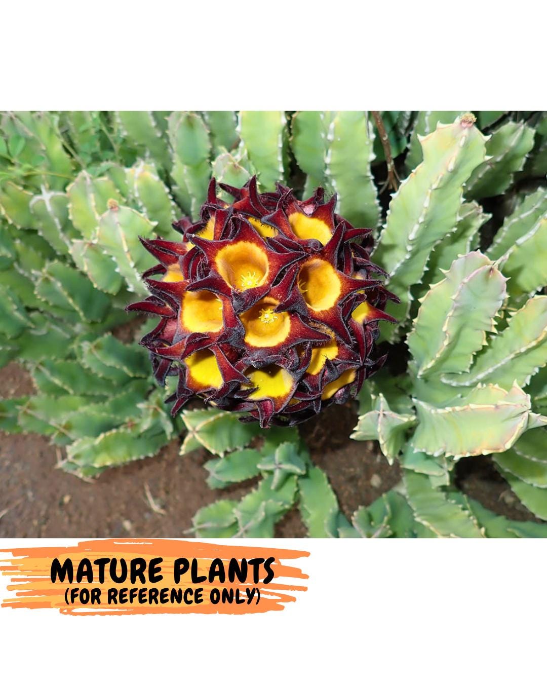 Caralluma Speciosa (g) | Rare House Plant