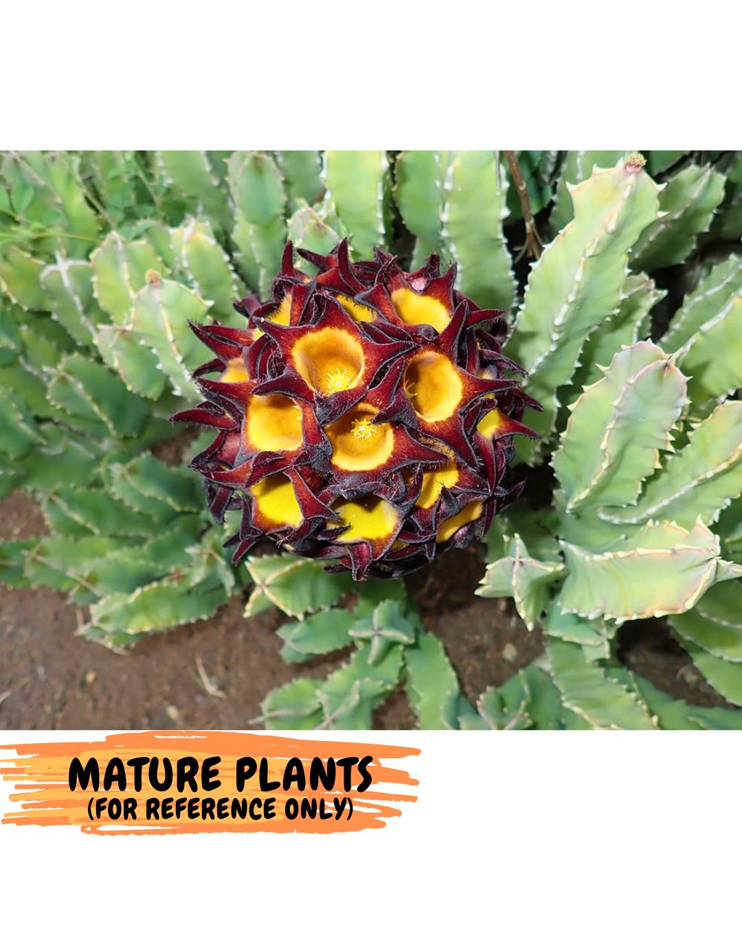 Caralluma Speciosa (g) | Rare House Plant