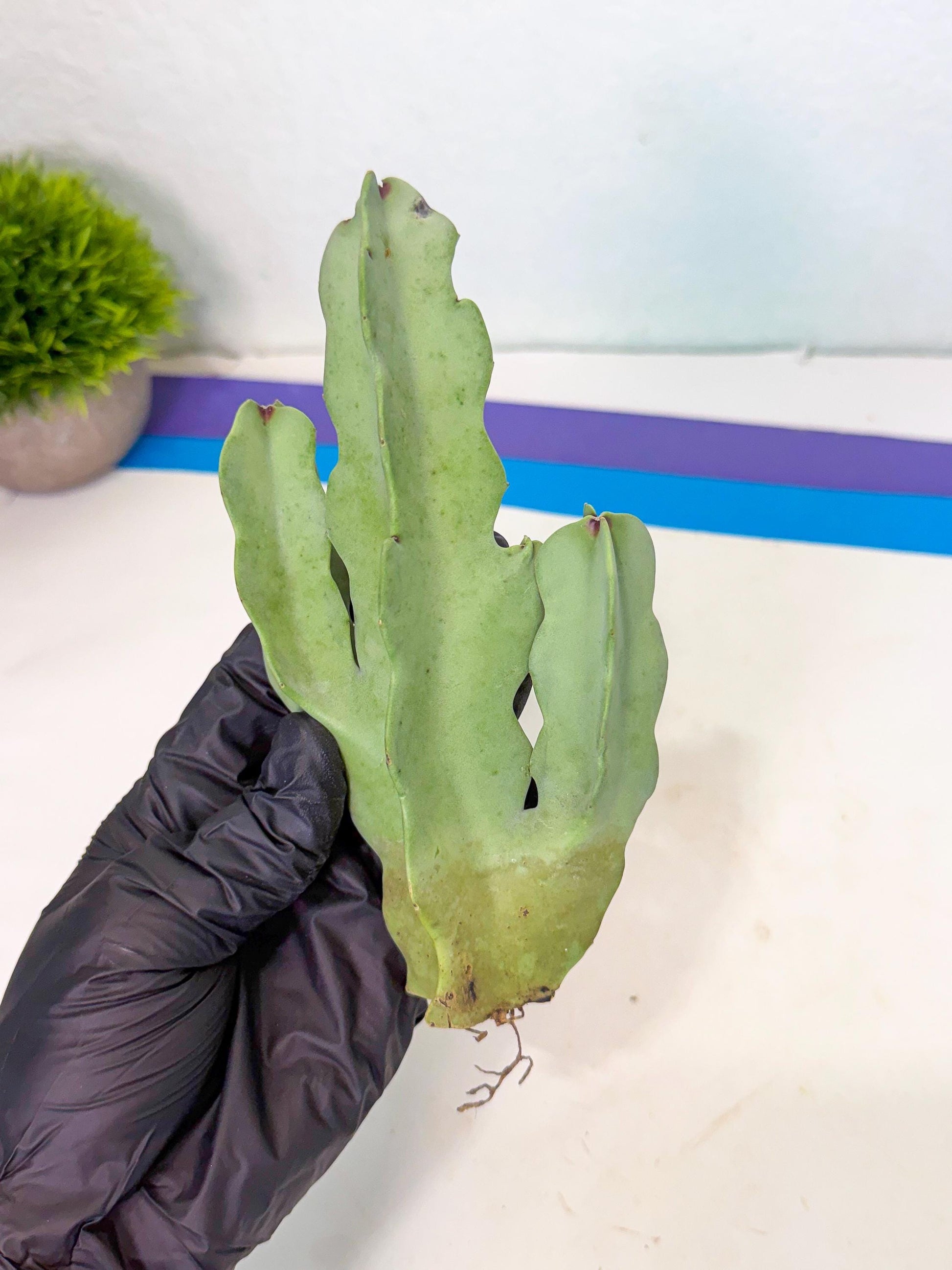 Caralluma Speciosa (g) | Rare House Plant