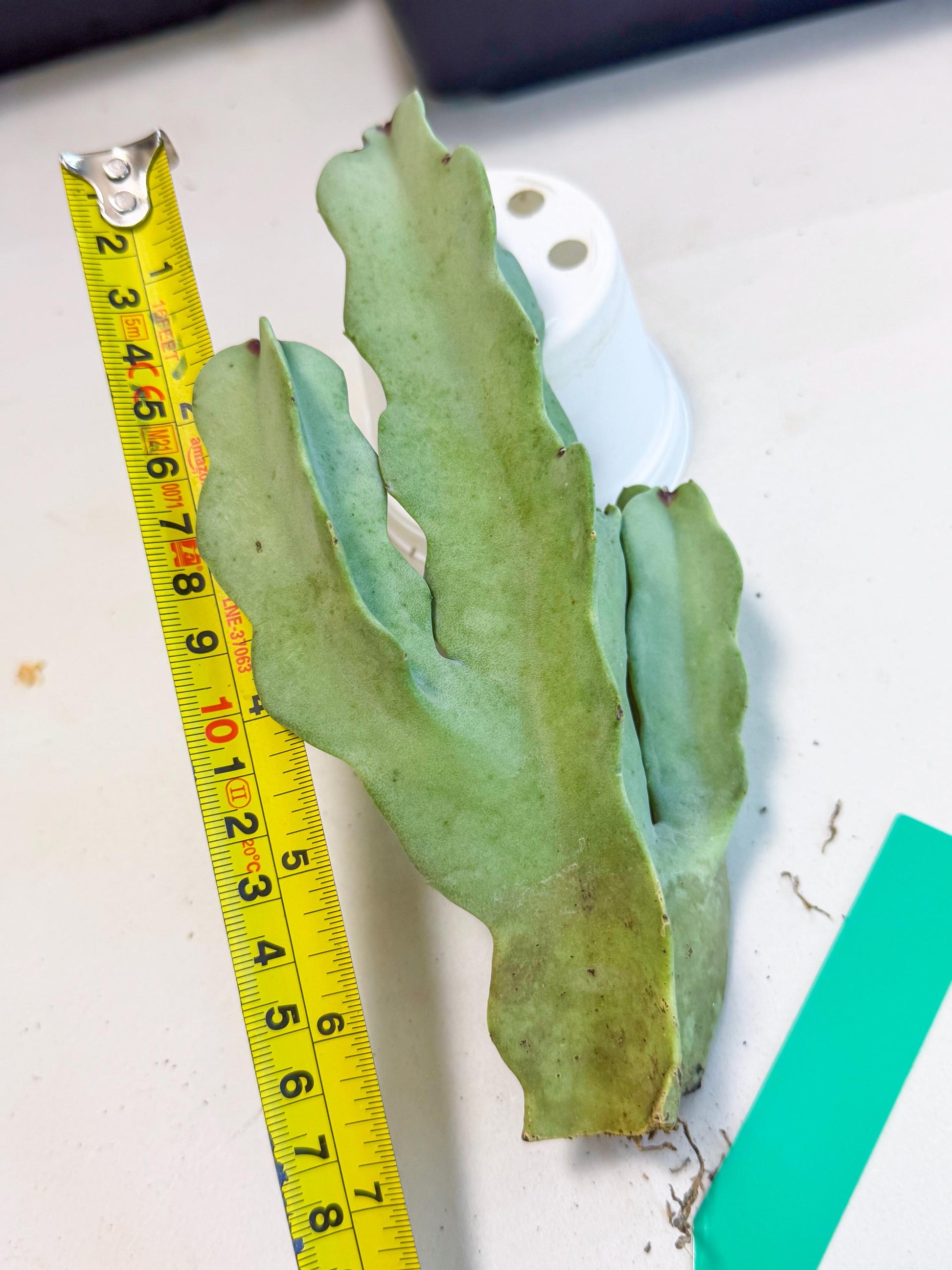 Caralluma Speciosa (g) | Rare House Plant