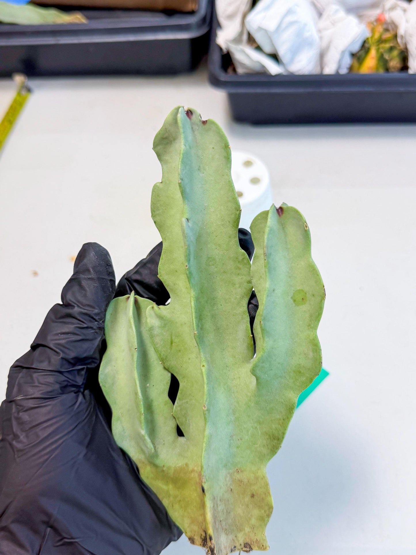 Caralluma Speciosa (g) | Rare House Plant