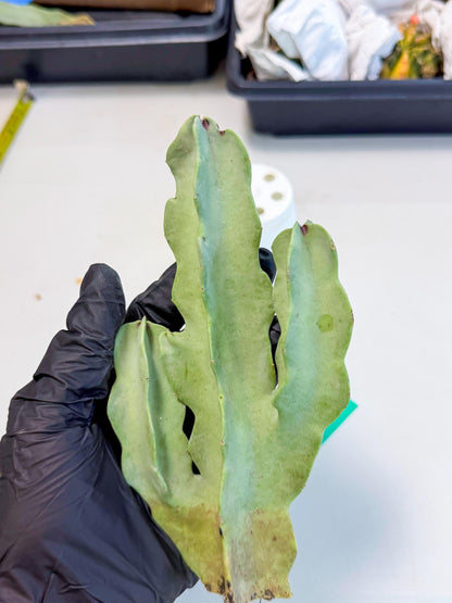Caralluma Speciosa (g) | Rare House Plant