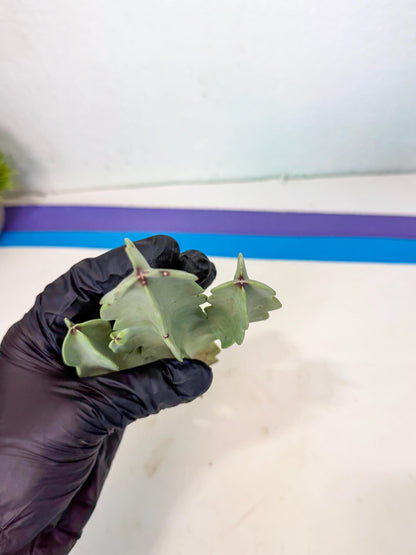 Caralluma Speciosa (g) | Rare House Plant