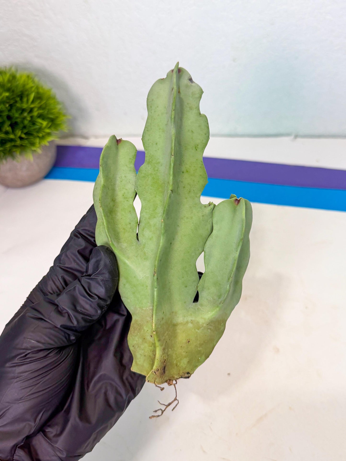 Caralluma Speciosa (g) | Rare House Plant