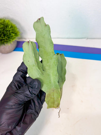 Caralluma Speciosa (g) | Rare House Plant