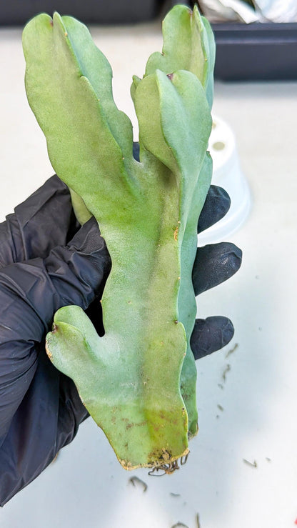 Caralluma Speciosa (r) | Rare House Plant