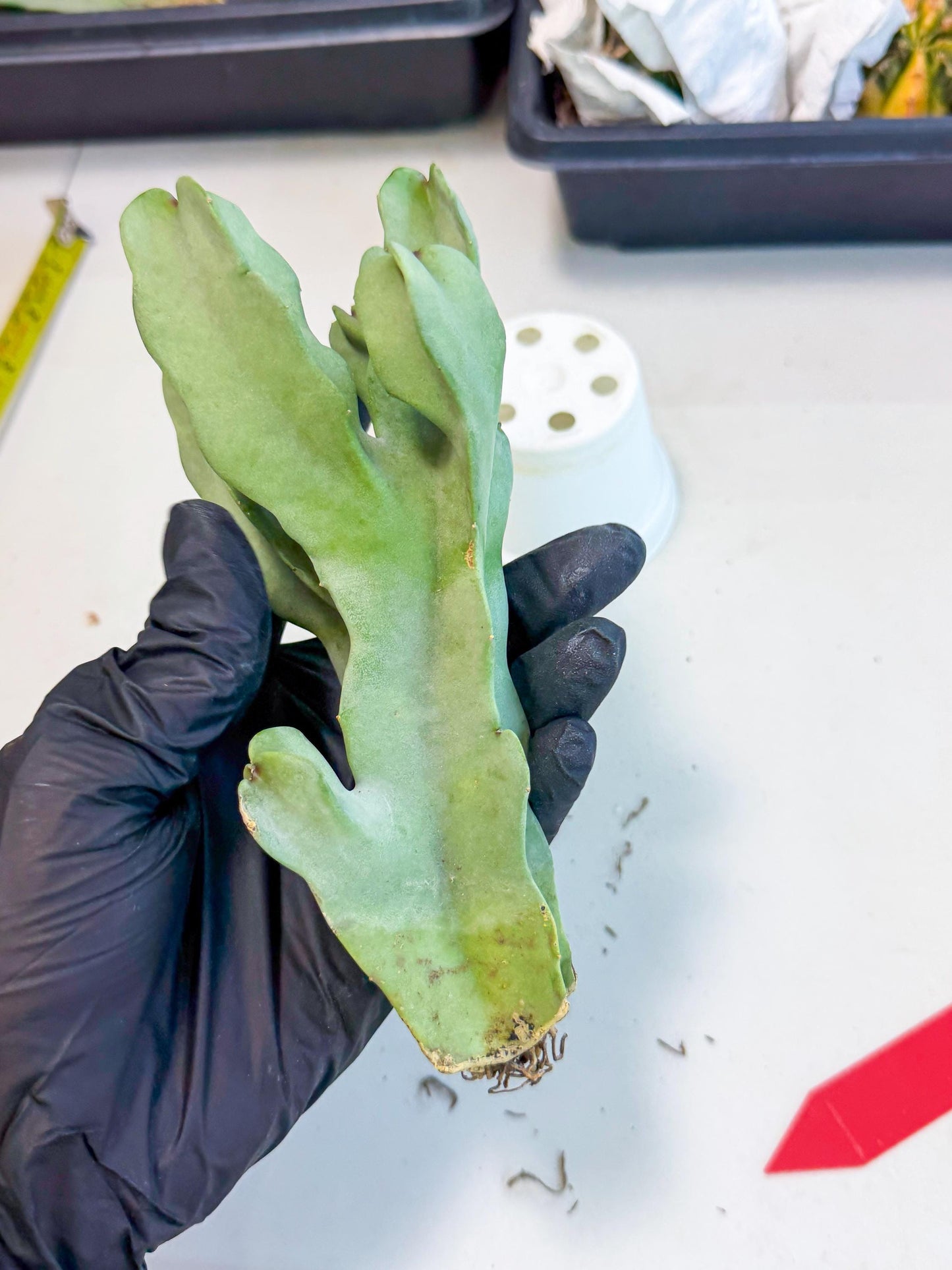 Caralluma Speciosa (r) | Rare House Plant