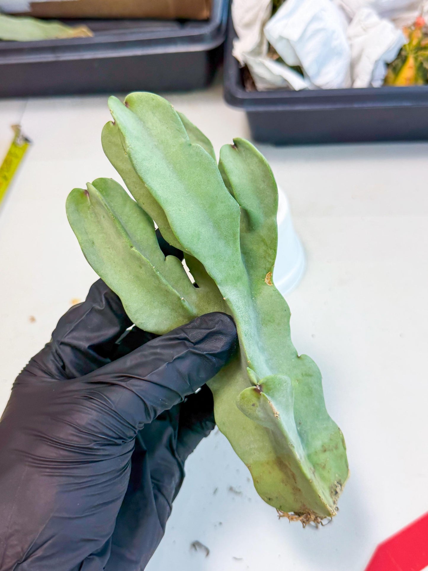 Caralluma Speciosa (r) | Rare House Plant
