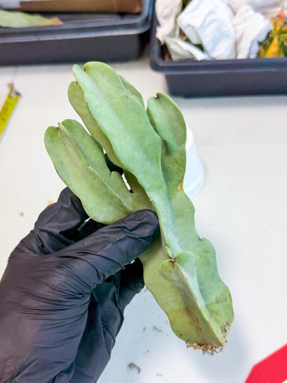 Caralluma Speciosa (r) | Rare House Plant