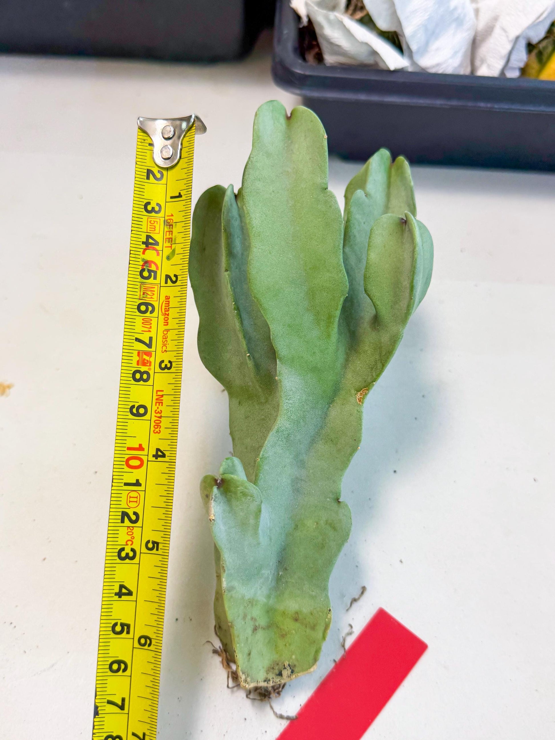 Caralluma Speciosa (r) | Rare House Plant