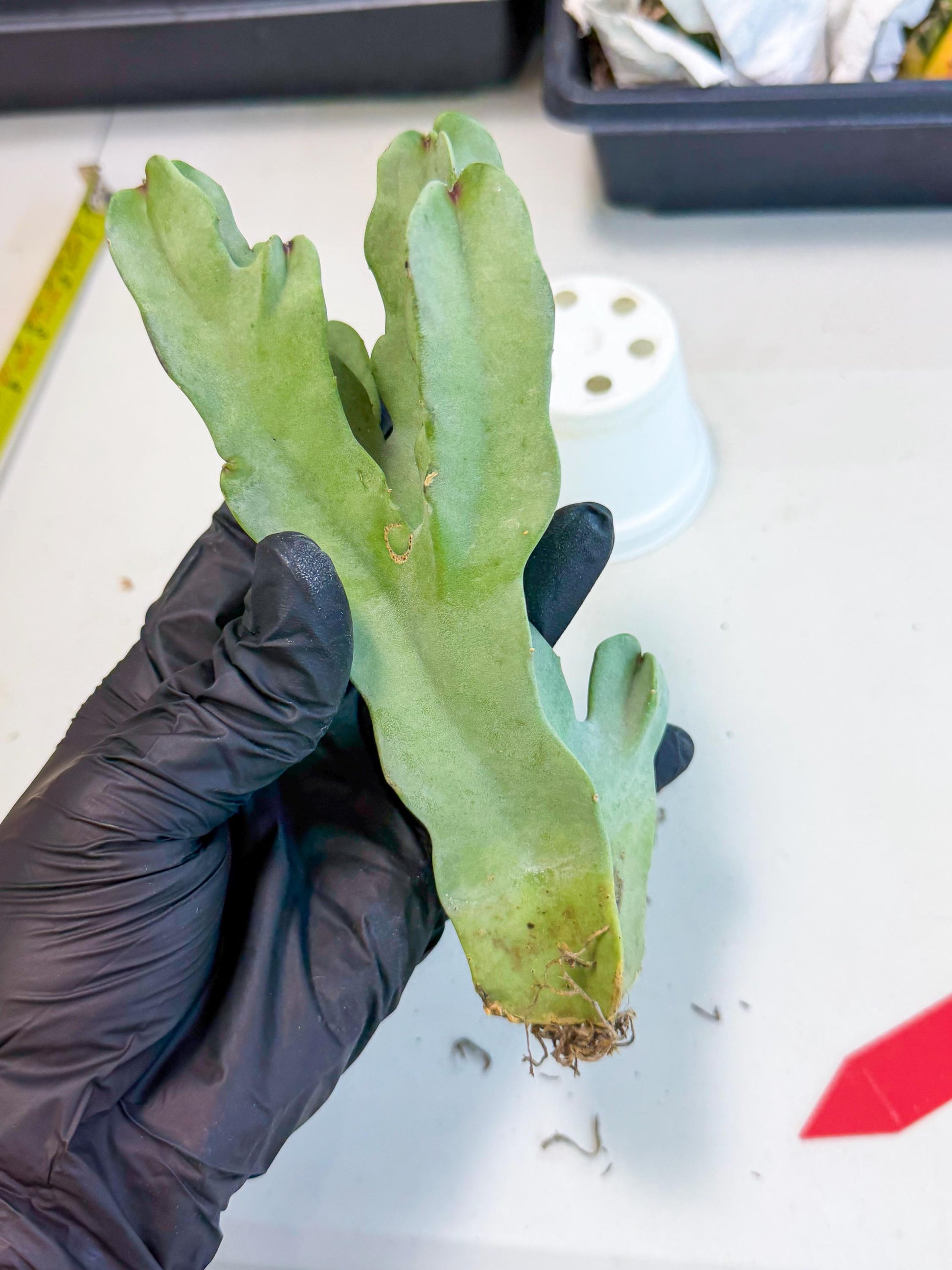 Caralluma Speciosa (r) | Rare House Plant