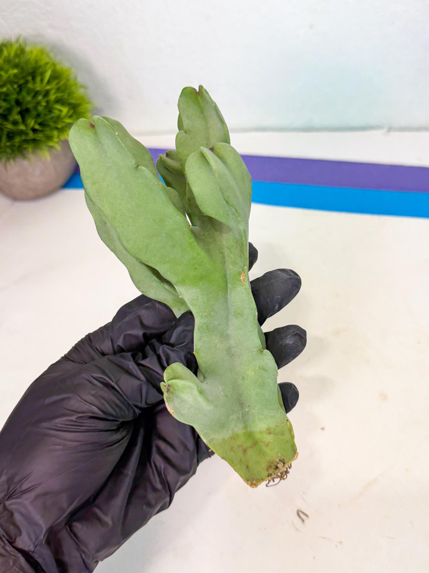 Caralluma Speciosa (r) | Rare House Plant