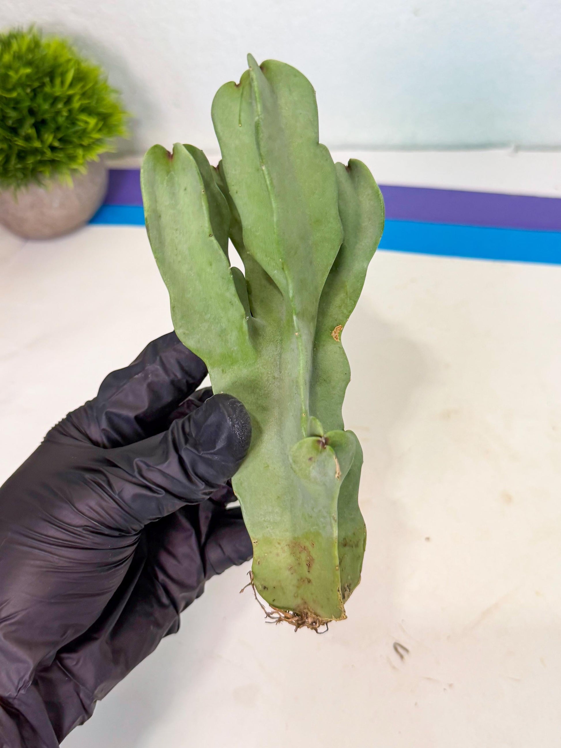 Caralluma Speciosa (r) | Rare House Plant