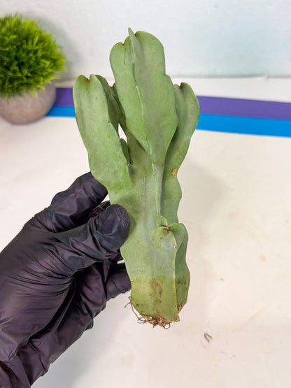 Caralluma Speciosa (r) | Rare House Plant