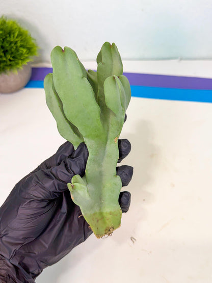 Caralluma Speciosa (r) | Rare House Plant