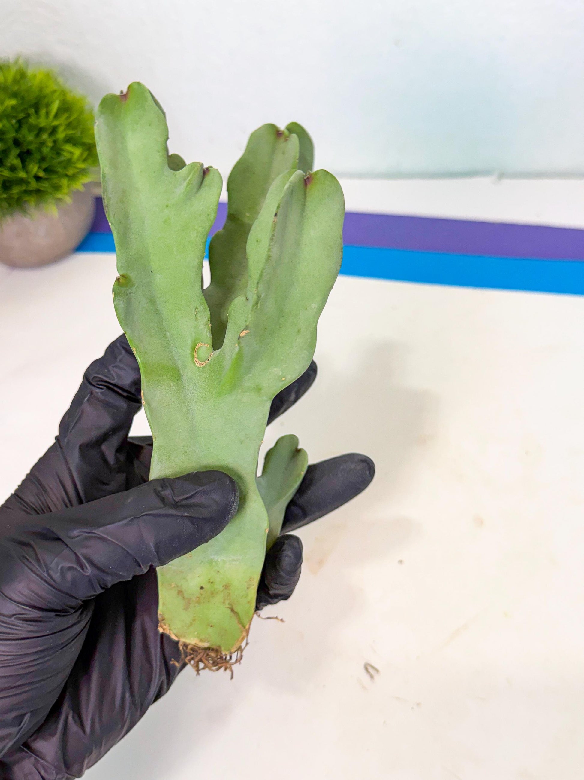 Caralluma Speciosa (r) | Rare House Plant