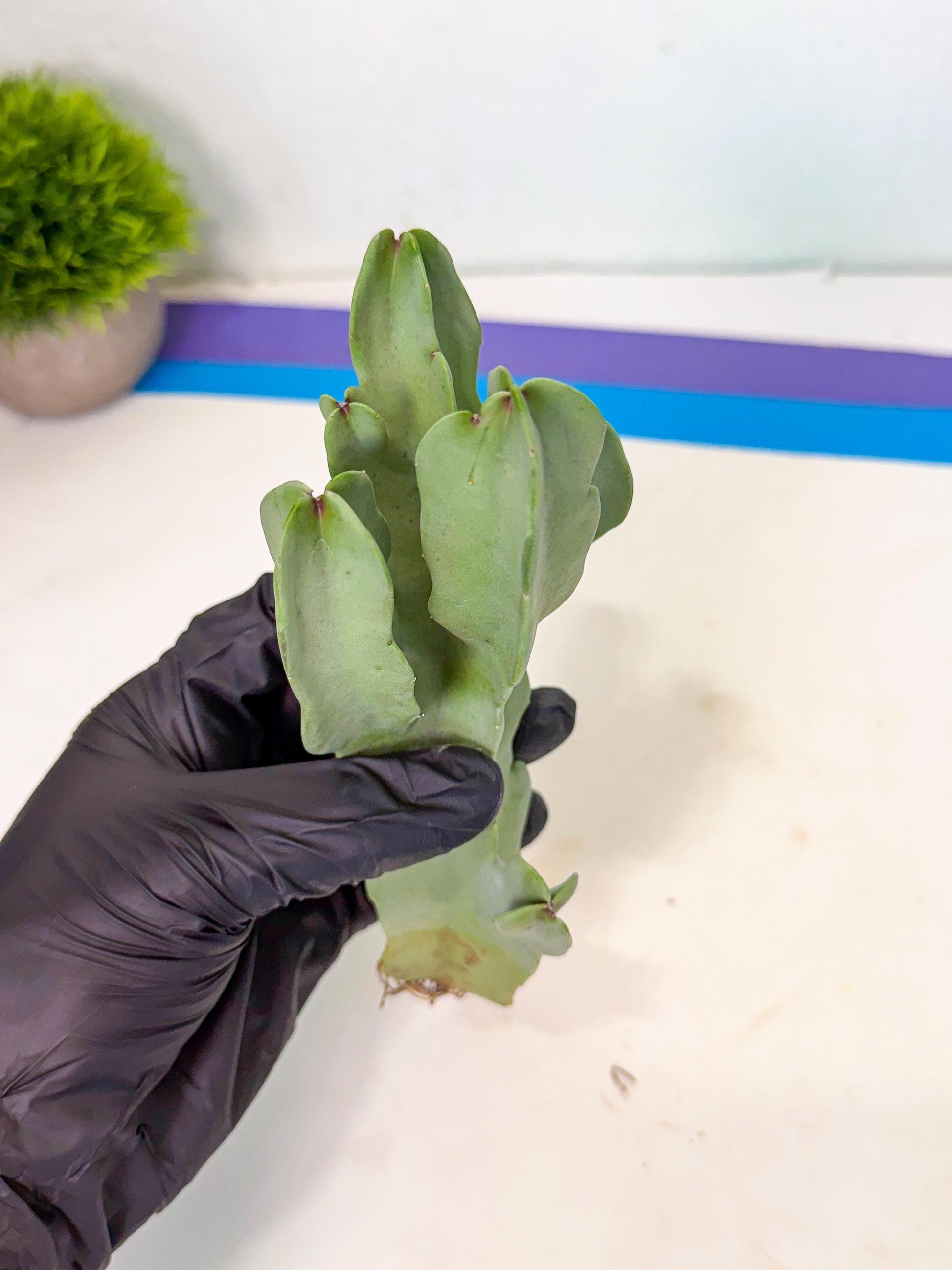 Caralluma Speciosa (r) | Rare House Plant