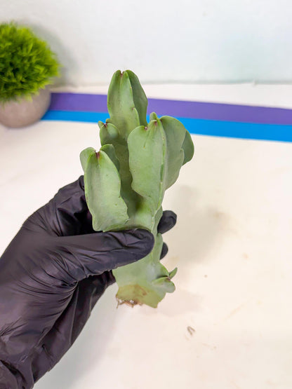 Caralluma Speciosa (r) | Rare House Plant