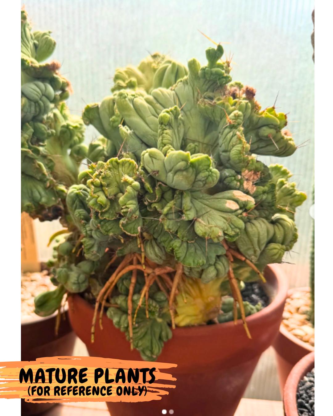 Rare Crested Cactus (p) | Rare House Plant