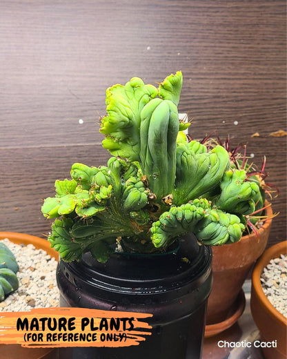 Rare Crested Cactus (p) | Rare House Plant
