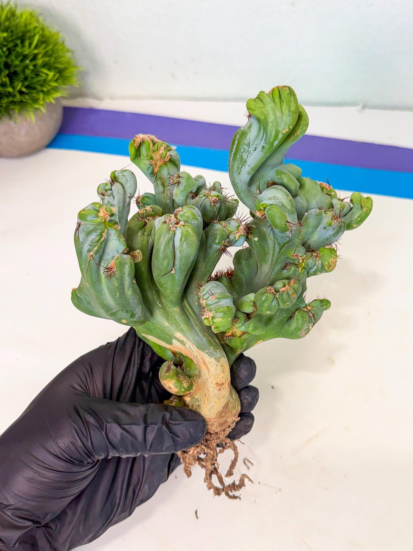 Rare Crested Cactus (p) | Rare House Plant