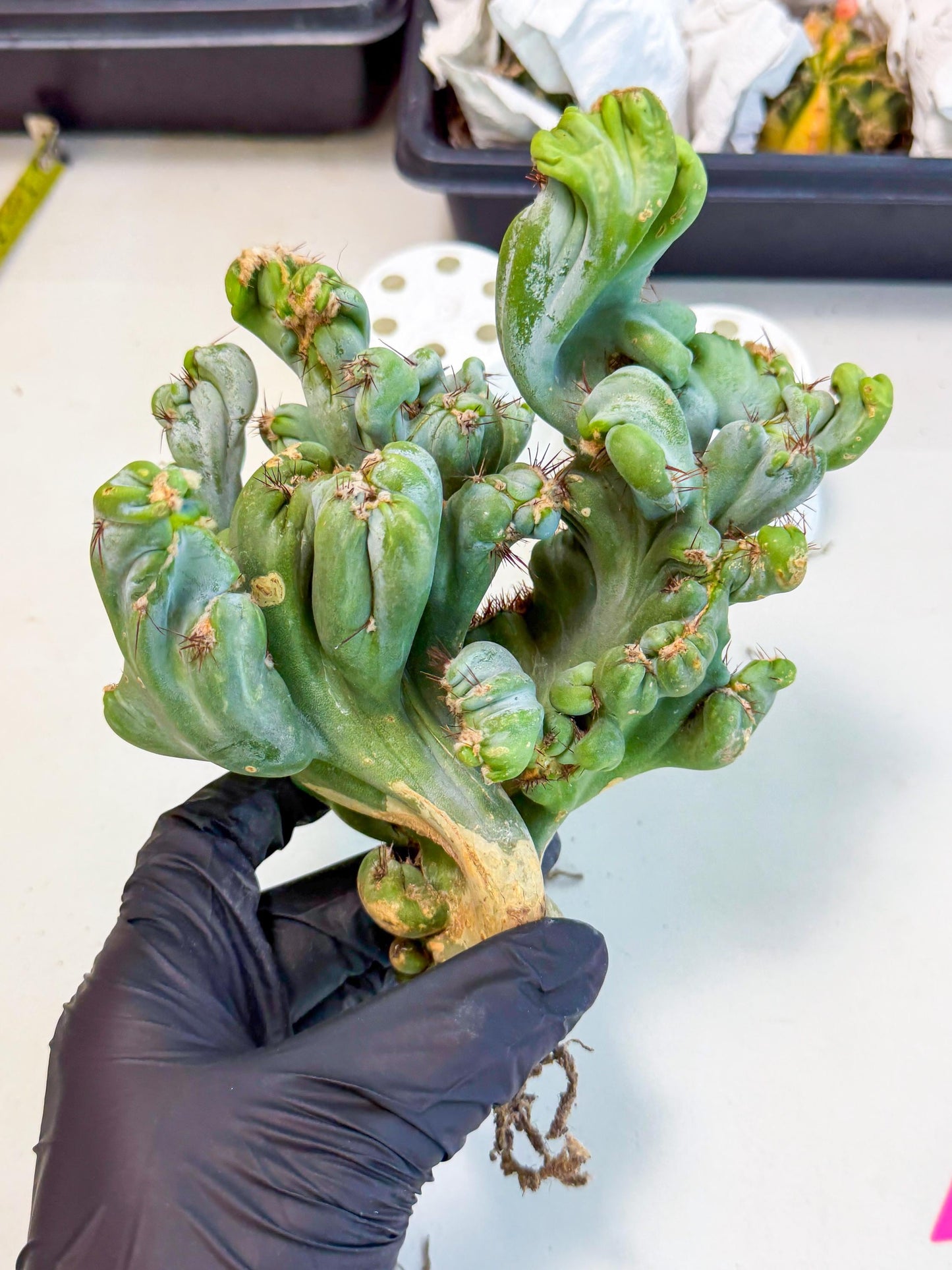 Rare Crested Cactus (p) | Rare House Plant