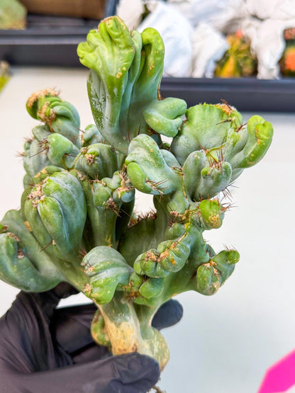 Rare Crested Cactus (p) | Rare House Plant