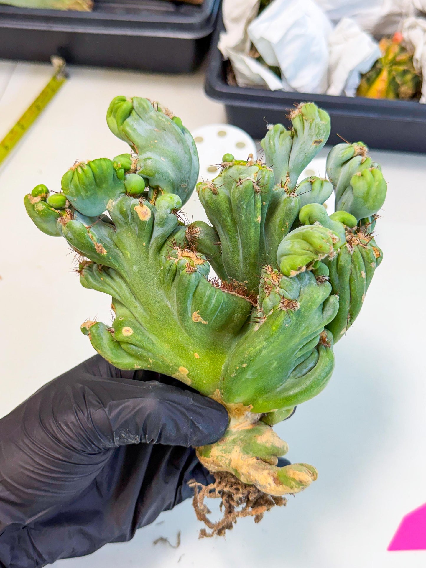 Rare Crested Cactus (p) | Rare House Plant
