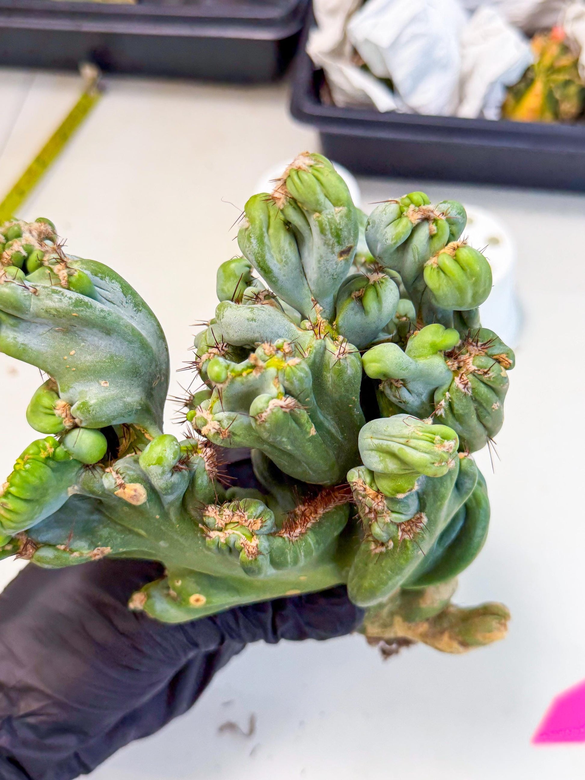 Rare Crested Cactus (p) | Rare House Plant