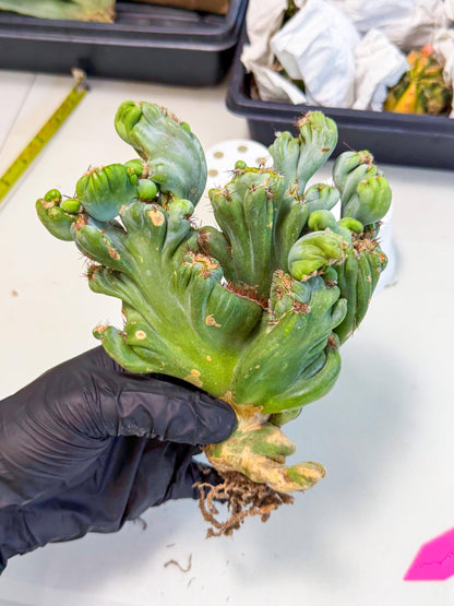 Rare Crested Cactus (p) | Rare House Plant