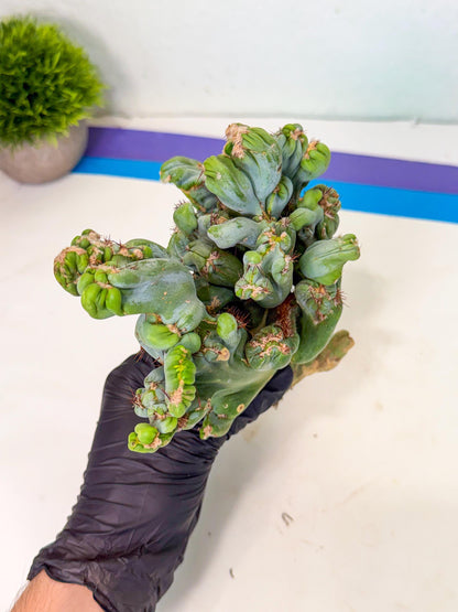 Rare Crested Cactus (p) | Rare House Plant