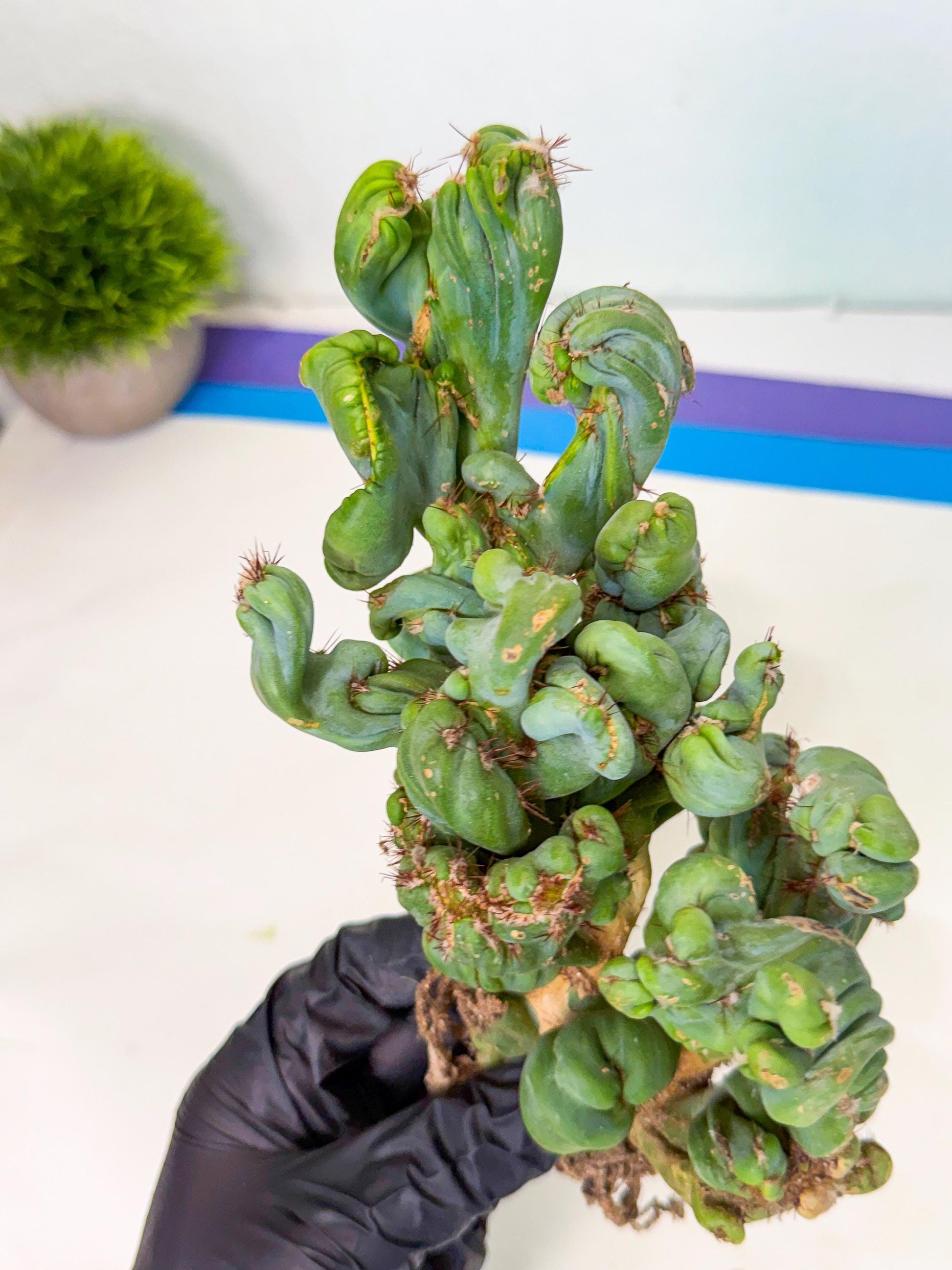 Rare Crested Cactus (y) | Rare House Plant