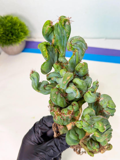 Rare Crested Cactus (y) | Rare House Plant