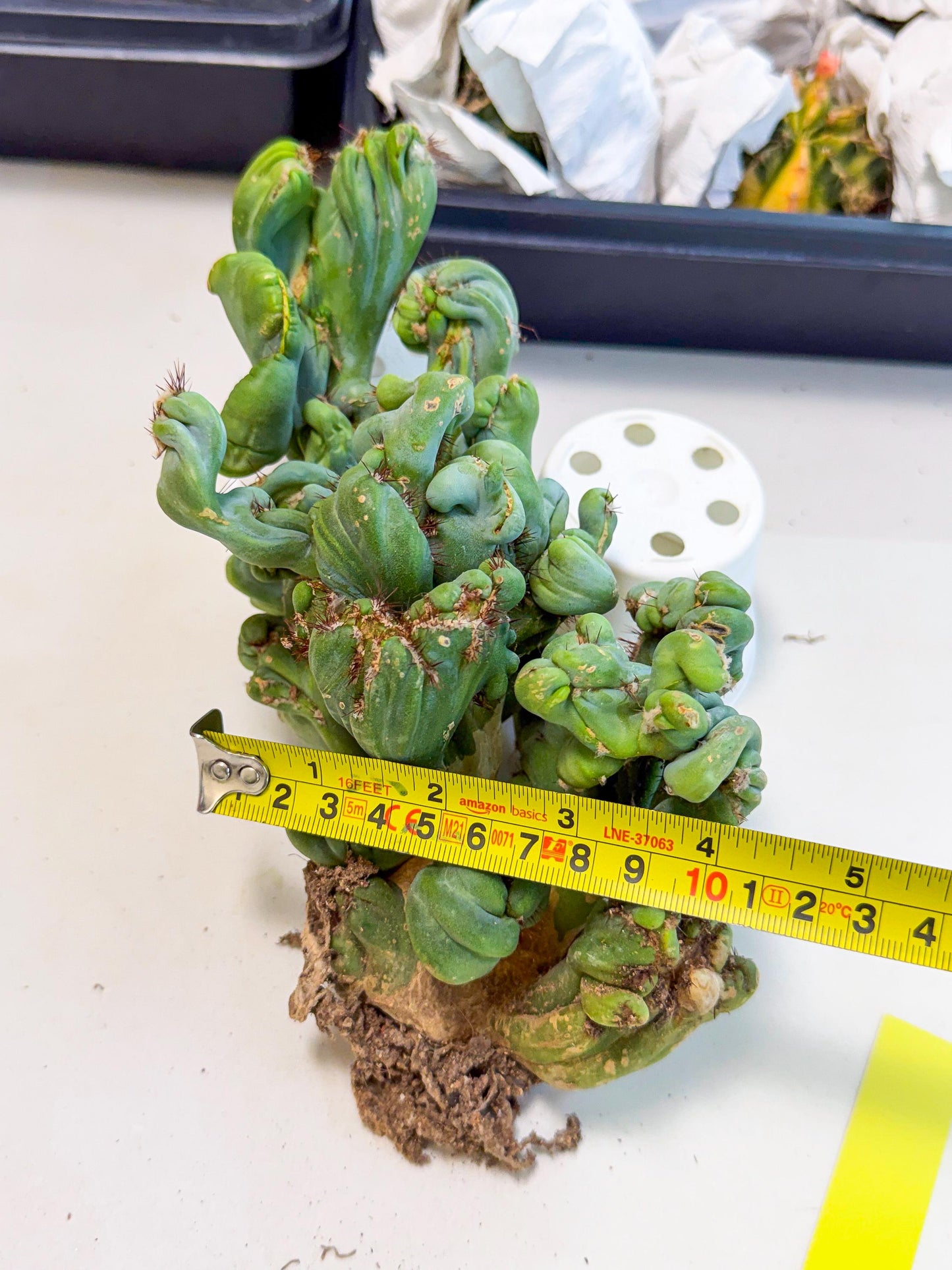 Rare Crested Cactus (y) | Rare House Plant