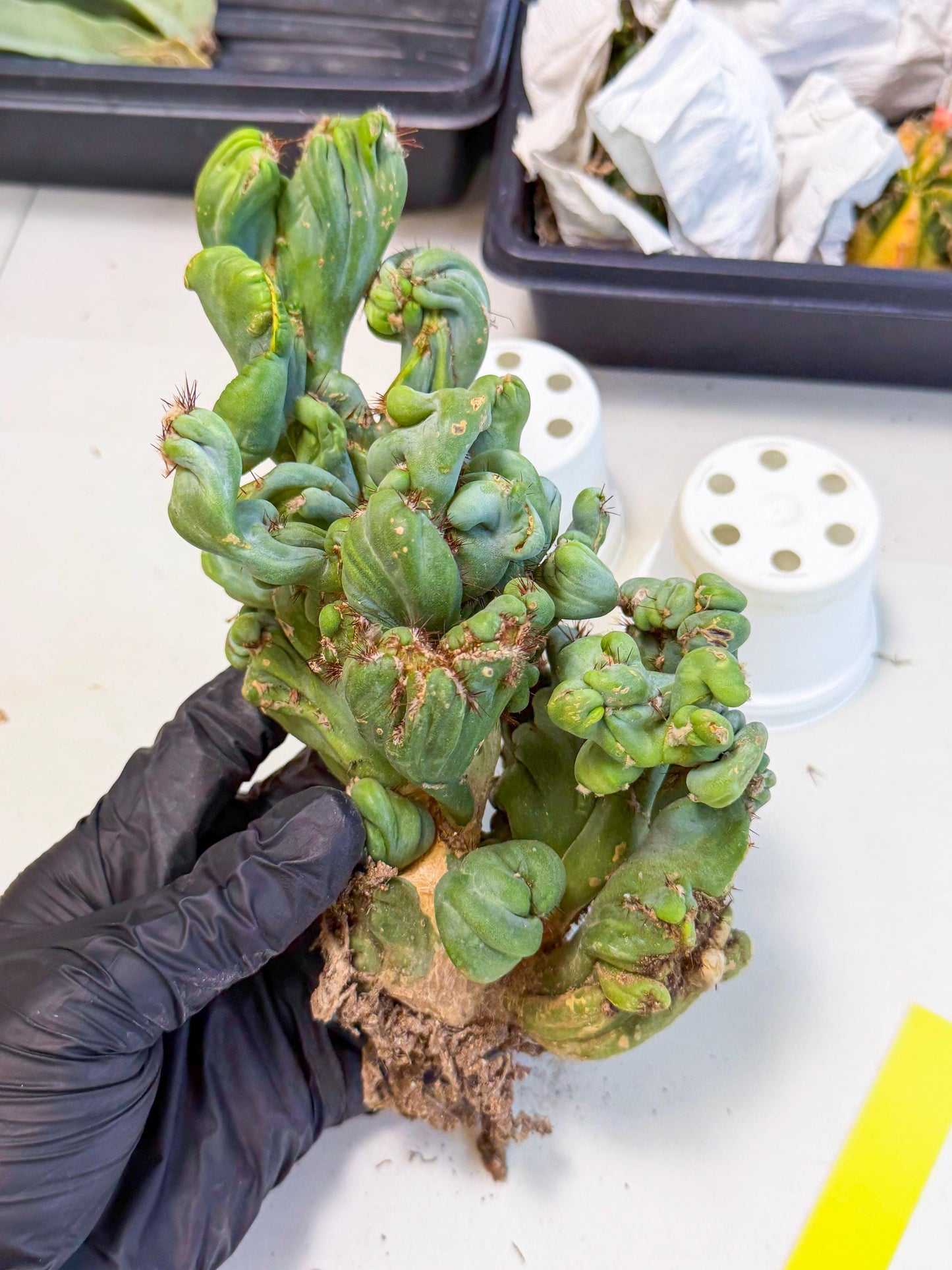 Rare Crested Cactus (y) | Rare House Plant