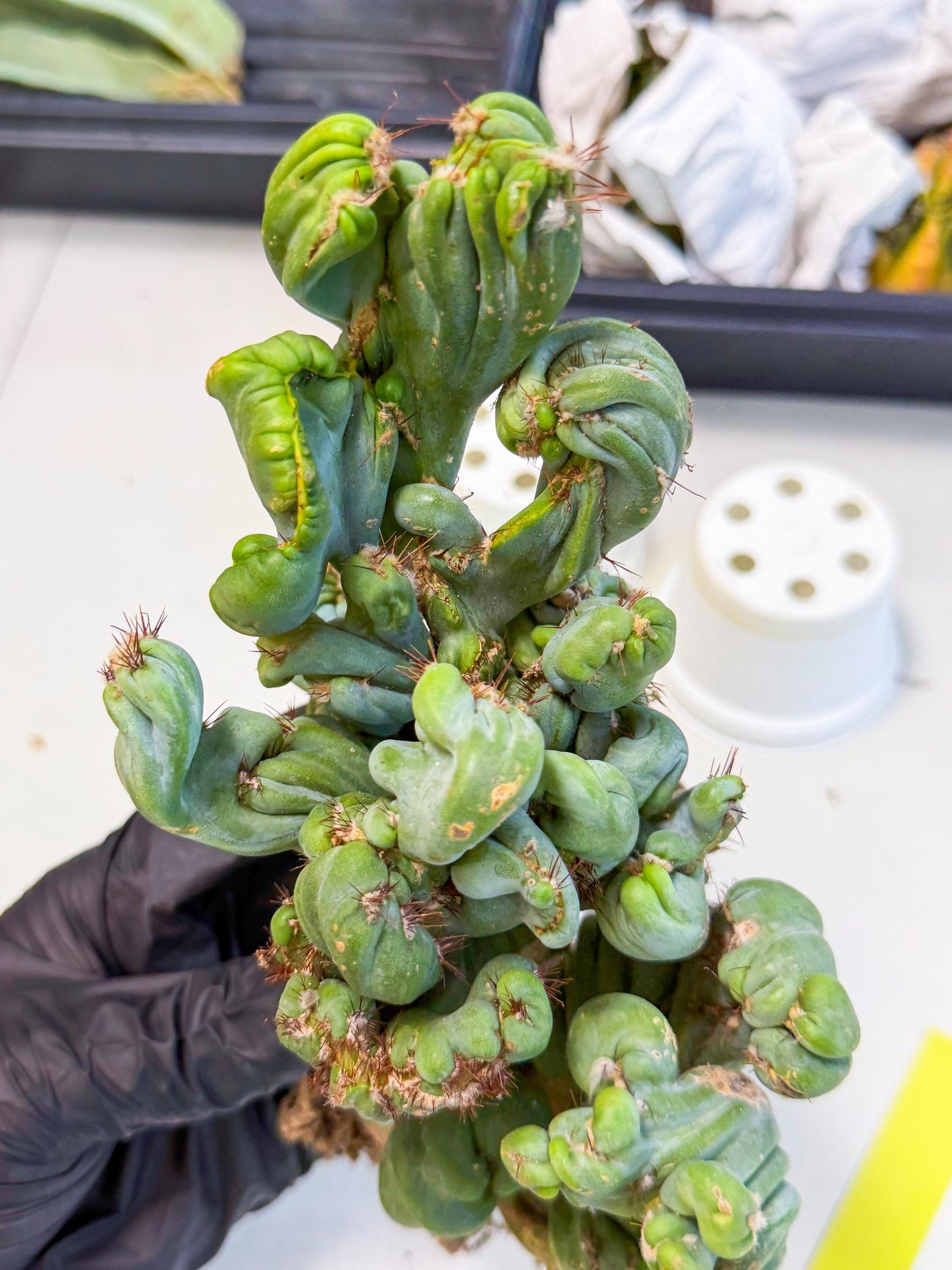 Rare Crested Cactus (y) | Rare House Plant